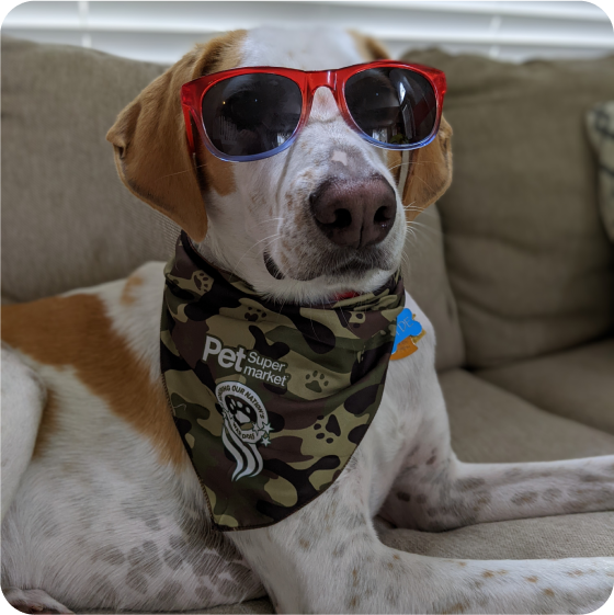A dog wearing red sunglasses and a Pet Supermarket Lend A Paw bandana, sitting on a couch.
